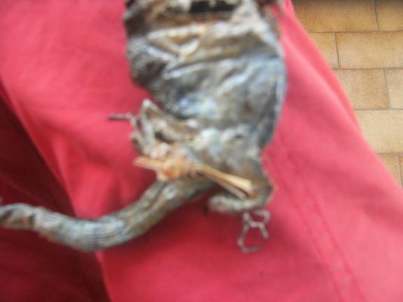 Identificazione di lacertide morto